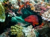 red cod
